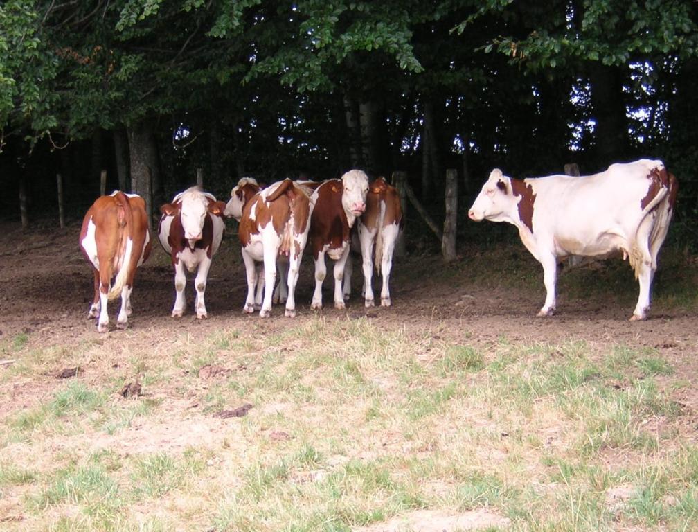 Gite Les Hirondelles Plombières-les-Bains Zewnętrze zdjęcie